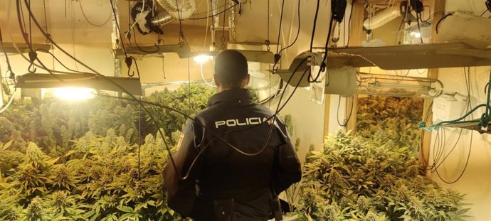 La Policía Nacional desmantela un cultivo 'indoor' de marihuana y se incauta de 139 plantas