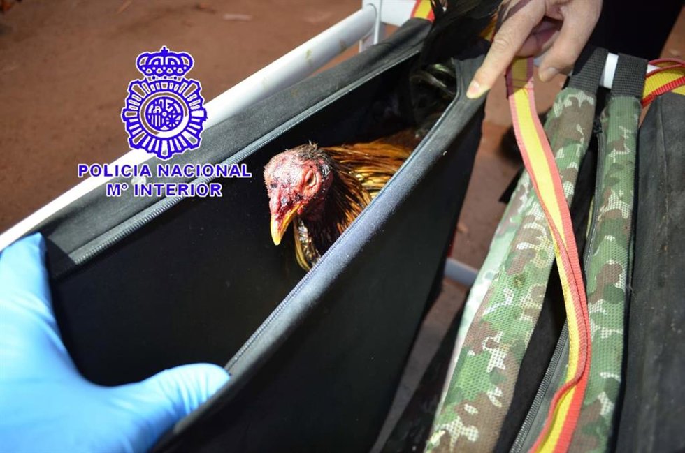 Abortada en Valladolid una pelea clandestina de gallos con asistencia de sesenta personas.