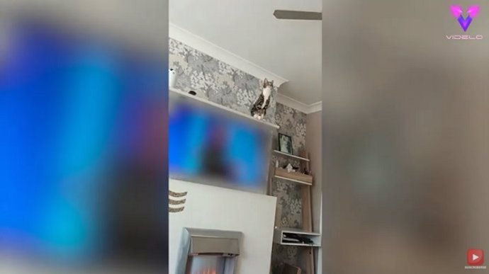 Intrépida gata salta al ventilador del techo