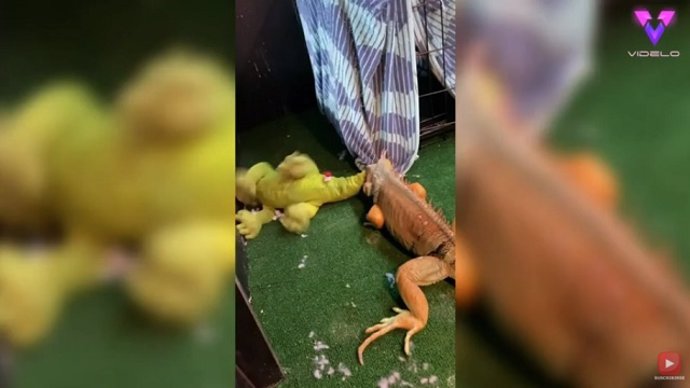 Iguana ataca a un peluche parecida a ella