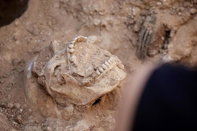 Archivo - Hallazgos de los huesos encontrados en la exhumación de víctimas de la dictadura franquista, foto de archivo