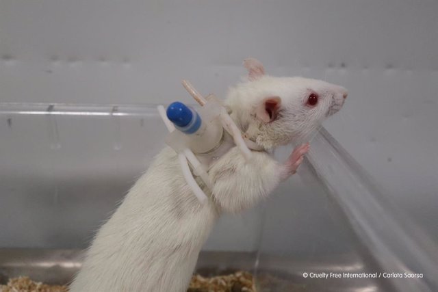 A rat with a cannula at the Vivotecnia contract research facility in Madrid, taken as part of Cruelty Free International’s investigation into animal abuse at the laboratory, published in April 2021.  Cruelty Free International and Carlota Saorsa.