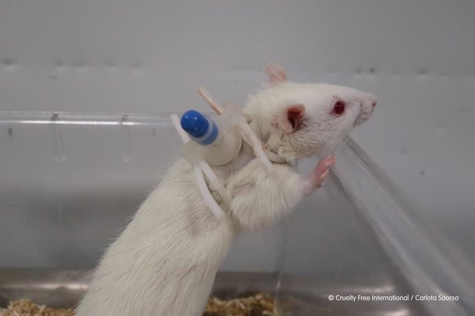 A rat with a cannula at the Vivotecnia contract research facility in Madrid, taken as part of Cruelty Free Internationals investigation into animal abuse at the laboratory, published in April 2021.  Cruelty Free International and Carlota Saorsa.