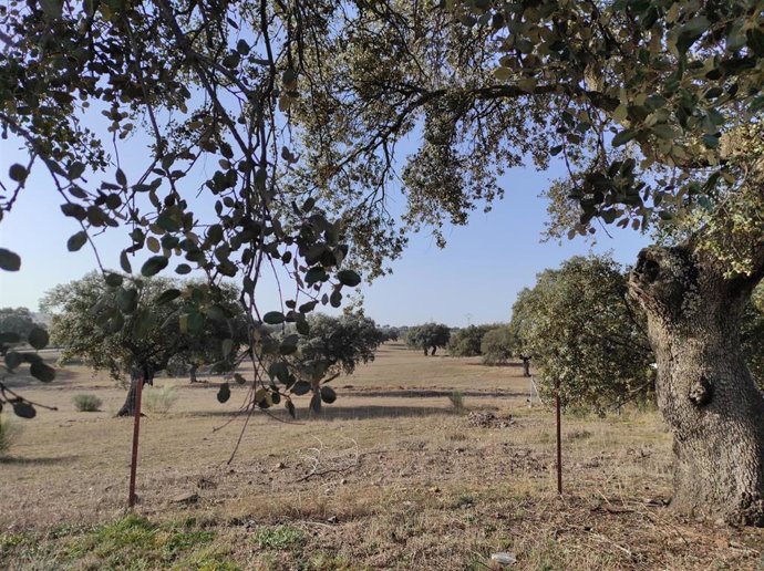 Encinas en una dehesa en la comarca cordobesa de Los Pedroches.