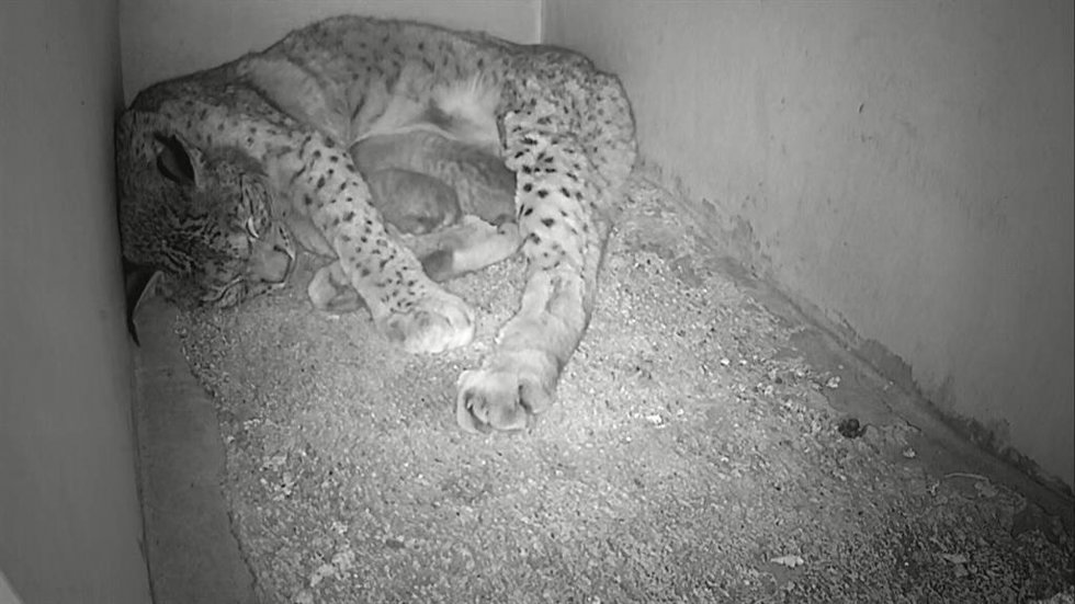 La lince Juromenha con sus cachorros tras el parto, en una imagen de archivo.