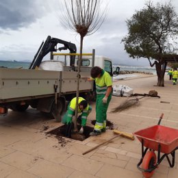 Siembra de tamarindos en Palma.