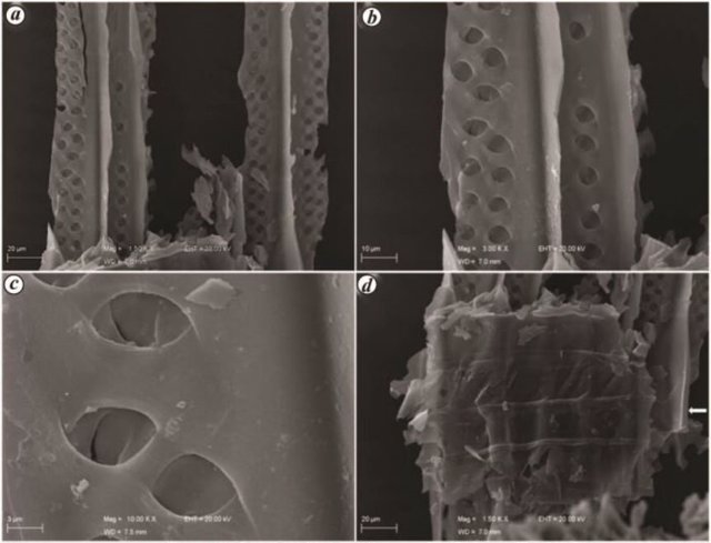 Imágenes microscópicas de macrocarbón de la Formación Than (Grupo Dhrangadhra, Cuenca Saurashtra).