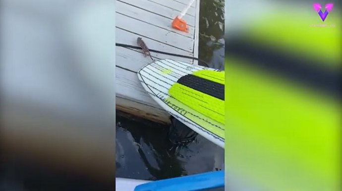 Rescatan a una ardilla de morir ahogada