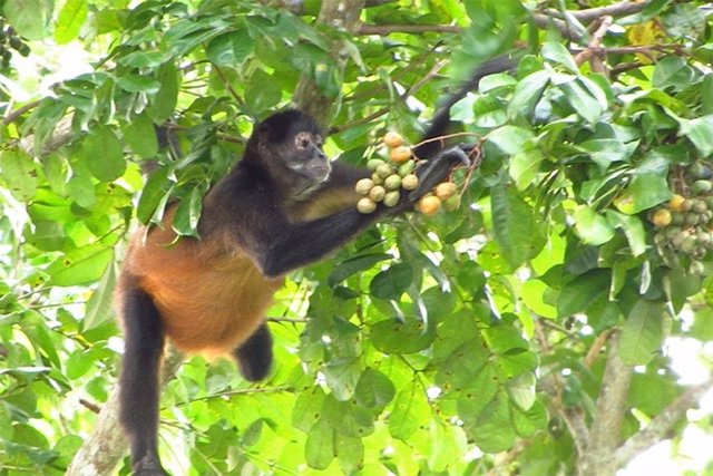 Un nuevo estudio de monos araña de manos negras en Panamá muestra que buscan y comen frutas que están lo suficientemente maduras como para haber fermentado, que contienen hasta un 2% de etanol.