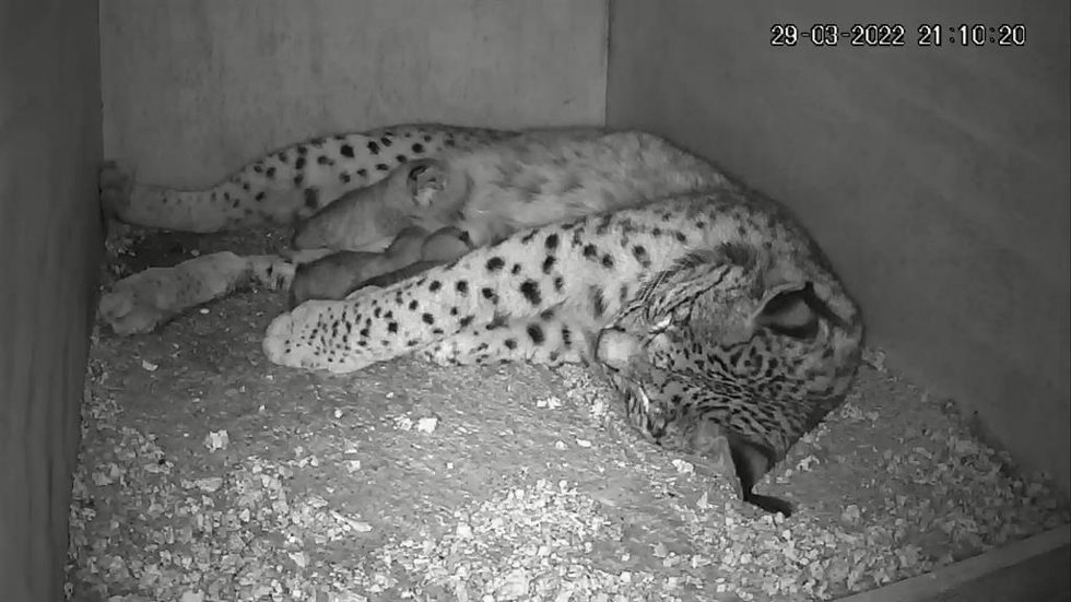 La lince Parra con sus crías recién nacidas.