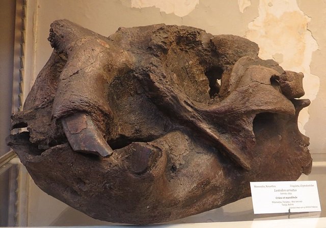 Cráneo del extinto perezoso terrestre