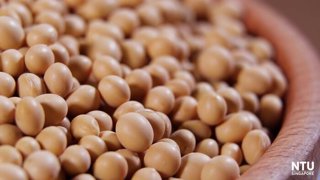 Los científicos esperan que sus hallazgos puedan allanar el camino para que la okara fermentada se integre algún día en los alimentos saludables.