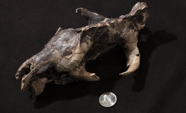 Cráneo de Claenodon ferox, un mamífero carnívoro que vivió durante el Paleoceno