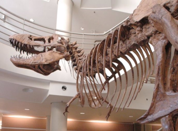 Un molde de tamaño natural de T. Rex en el atrio del Edificio de Ciencias de la Vida del Valle de UC Berkeley muestra cuán peculiarmente cortos eran los antebrazos del dinosaurio, dado que la criatura era el depredador más feroz de su época.