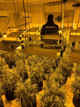 La Policía Nacional detiene a una familia que albergaba en su vivienda una plantación de marihuana