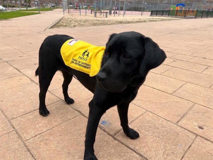 Grelo, uno de los perros en entrenamiento para ayudar a niños con autismo.