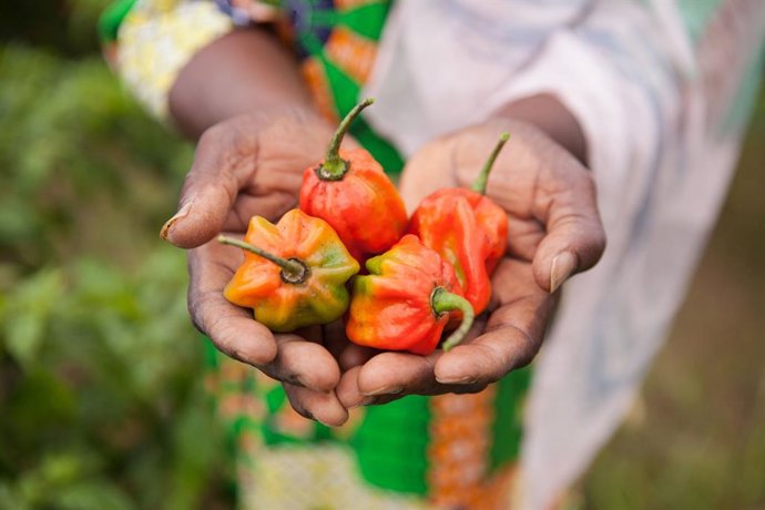 Archivo - El Institut Valenci d'Art Modern (IVAM) propone un taller sobre los sabores y saberes de las cocinas migrantes de Valncia