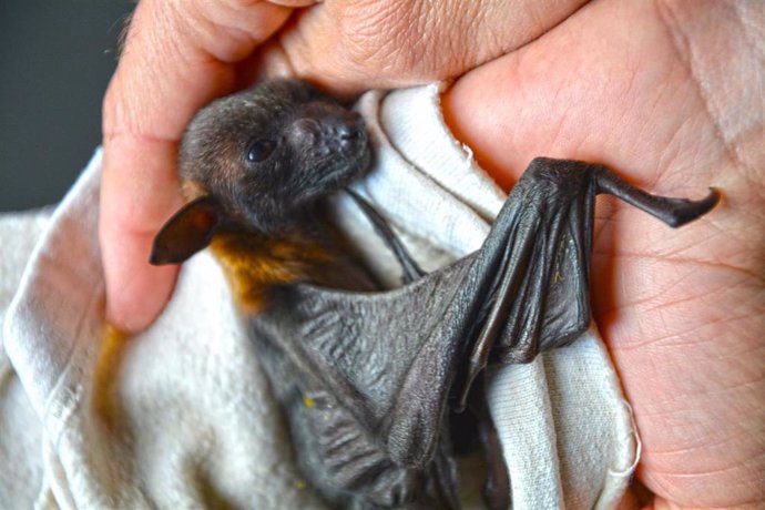 Nacen seis crías de murciélago zorro volador en Terra Natura Benidorm