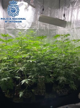 Cultivo de marihuana en un piso en Vélez-Málaga
