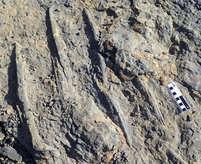 Un ejemplo de huellas de nado de cocodrilo gigante hechas por las garras de un cocodrilo raspando el fondo del canal de un río; barra de escala = 10 cm.