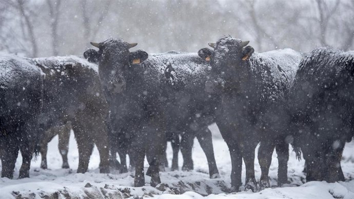 El sorteo de novillas de Pazuengos reafirma el valor de la ganadería extensiva
