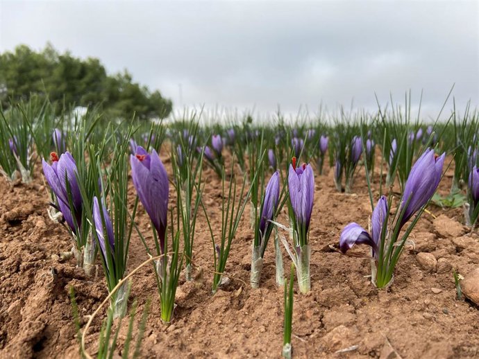 Archivo - Campo de azafrán en La Solana, a 27 de octubre de 2021, en La Solana, Ciudad Real, Castilla - La Mancha (España). 