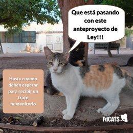 Imagen reivindicativa de FdCATS sobre el anteproyecto de Ley de Protección y Derechos de los Animales.