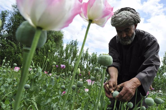 Cultivo de adormidera en Badajsán (Afganistán)