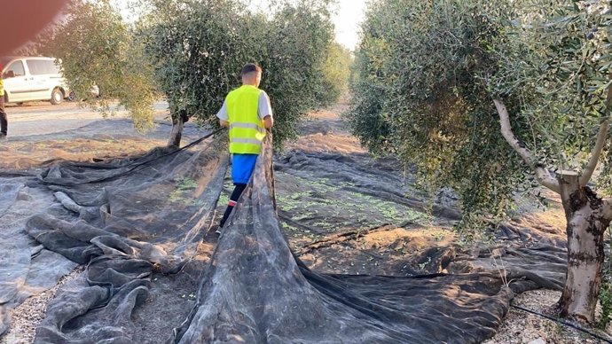 Archivo - Imagen de archivo de un joven agricultor en un tajo de aceituna.