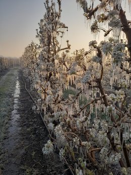 Campos helados en Lleida