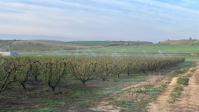 Riego por aspersión, en la madrugada de este lunes, en una finca de melocotoneros de Corbins (Lleida)