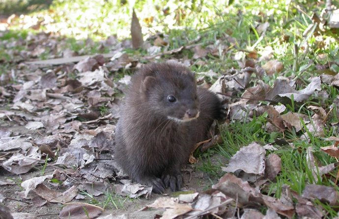 Visón europeo.