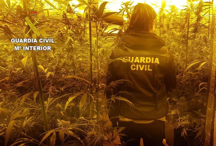 Marihuana intervenida por la Guardia Civil