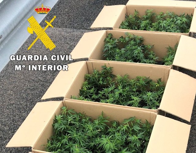 Plantas de marihuana aprehendidas por la Guardia Civil en Burgos.