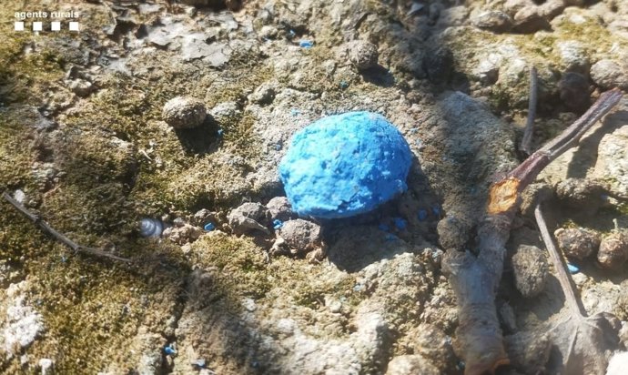 Los Agentes Rurales han encontrado una treintena de pastillas de rodenticida esparcidas en un campo de manzanos.