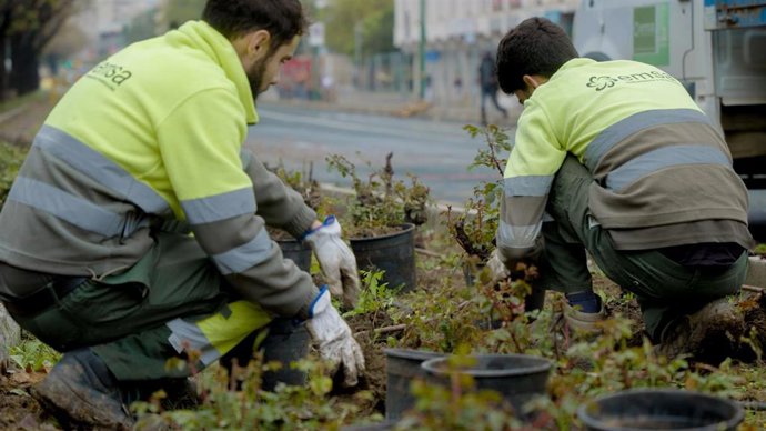 Trasplante de los rosales en las obras del tranvía