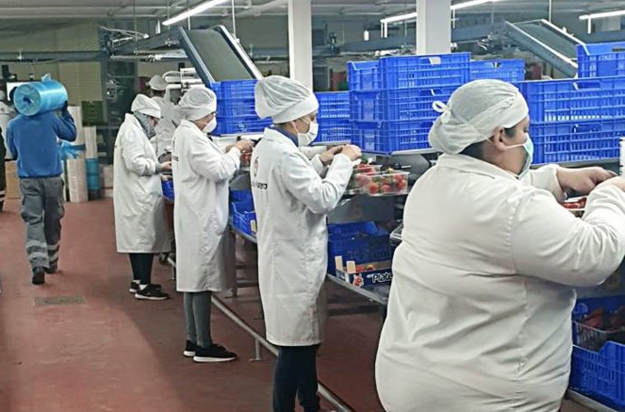 Archivo - Una cooperativa de fresa en Huelva en una imagen de archivo.