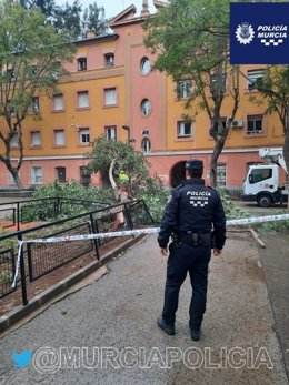 Cae un árbol en un jardín del barrio de Vistabella de la ciudad de Murcia