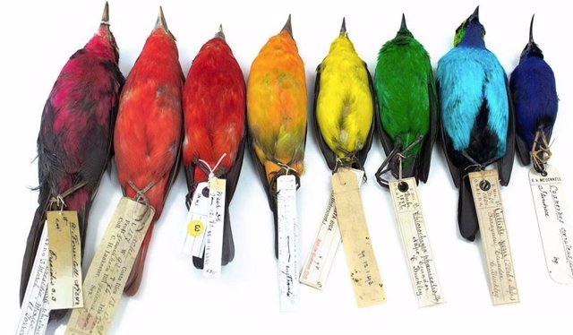 Las aves que viven cerca del ecuador tienden a ser, en promedio, un 30 % más coloridas.