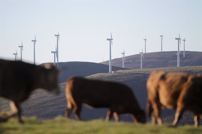Archivo - Varias vacas caminan frente a aerogeneradores en el Parque eólico de Montouto, de la Serra do Xistral, en la comarca de Terra Cha, a 22 de febrero de 2022, en Abadín, en Lugo, Galicia (España).