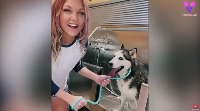 Este husky grita como un HUMANO cuando le llevan a la peluquería