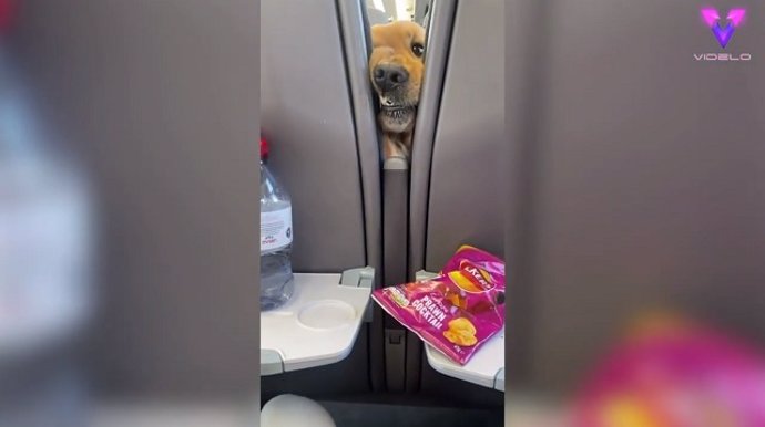 Este perro intentó robar la comida a los pasajeros durante un viaje