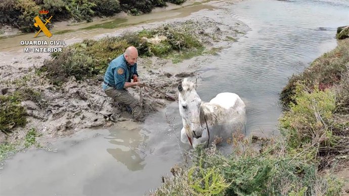 Caballo atrapado en el Parque de la Bahía.