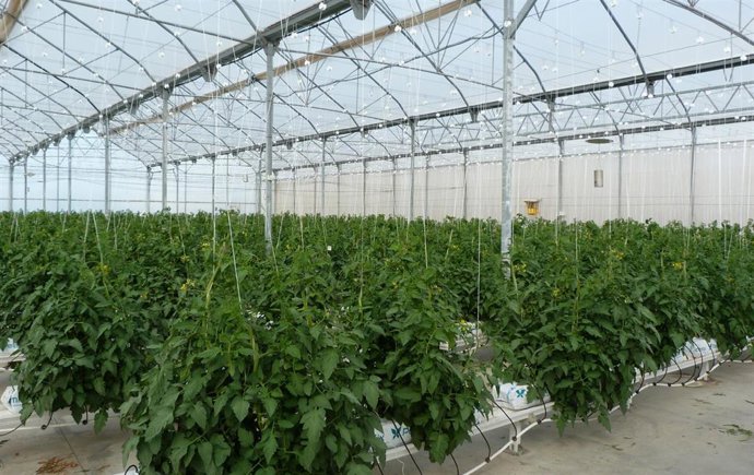 Archivo - Un invernadero en Almería en una imagen de archivo