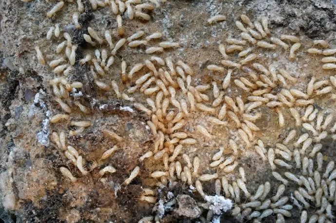 Termitas subterráneas