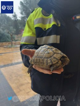 Encuentran en la pedanía murciana de Sangonera la Verde un ejemplar de tortuga mora, especie protegida
