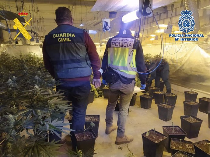 Agentes de la Guardia Civil y la Policía Nacional inspeccionan la plantación de marihuana desmantelada en Monturque.
