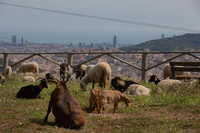 Un grupo de ovejas y cabras pasta cerca del Mirador de Montbau, a 6 de abril de 2022, en Barcelona, Cataluña (España). 