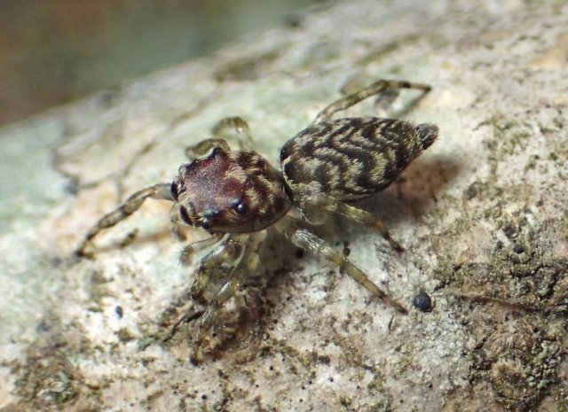 Female Guriurius minuano