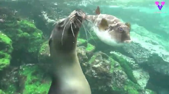 Captan a un león marino jugando con un pez globo